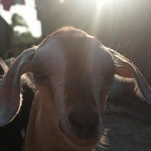 Profile Picture of unaisanoor760