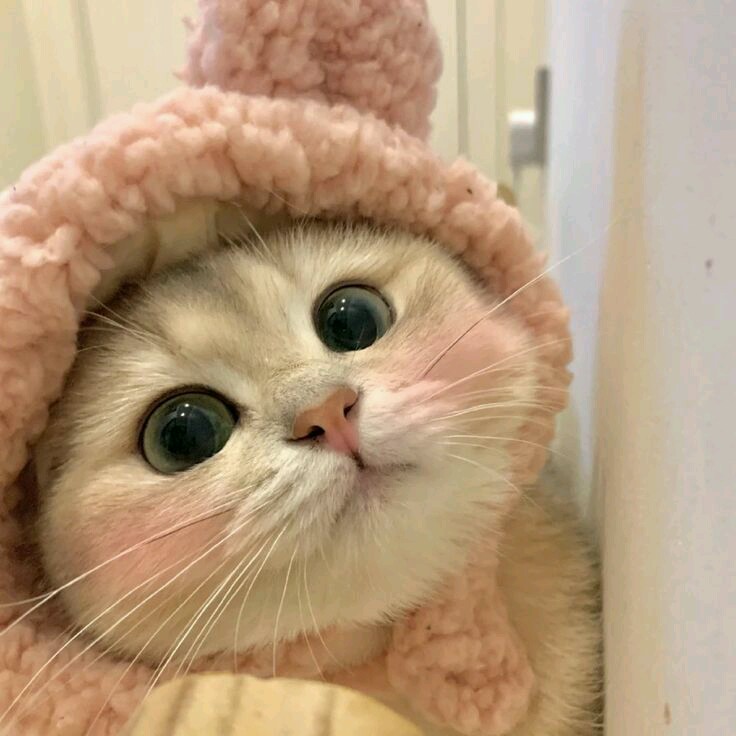 Profile Picture of tasniaaa2021