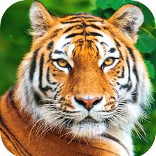 Profile Picture of saifursarker17