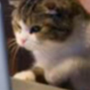 Profile Picture of huffmancodingacm